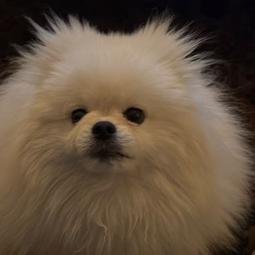 Rocky, um Spitz Alemão branco, olhando para a câmera